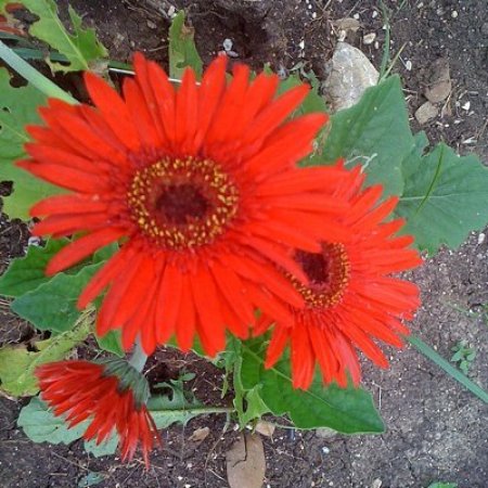 Gerbera Daisy