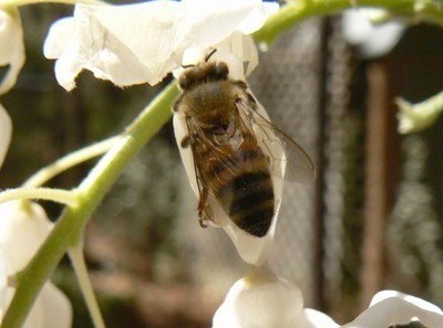 bee on a wisteria