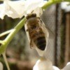 bee on a wisteria