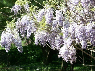 wisteria