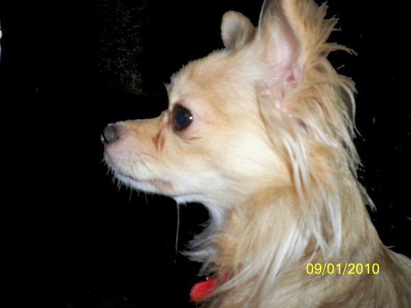 Maggie Mae (Longhair Chihuahua) in profile.
