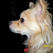 Maggie Mae (Longhair Chihuahua) in profile.