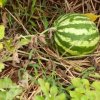 growing watermelon