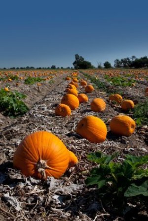 Field of Pumpkins