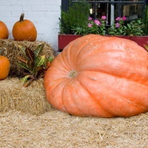 giant pumpkin