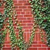 ivy vine growing on brick