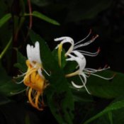 honeysuckle photo