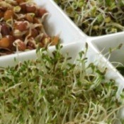 A variety of sprouts.