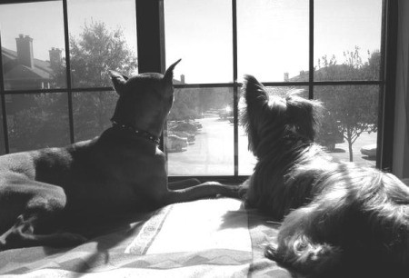 Hank (Yorkshire Terrier) and Harley (Miniature Doberman) - looking out the window.