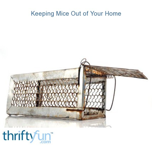 Keeping Mice Out Of Your Home Thriftyfun