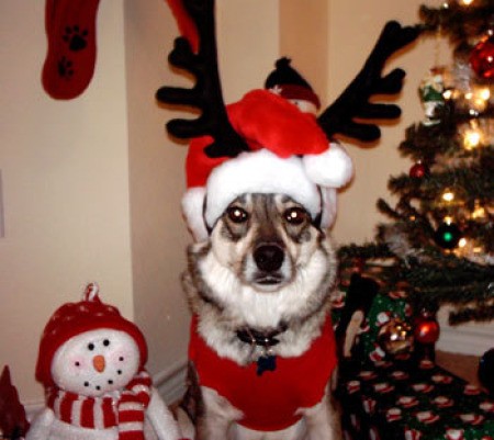 Dog in Santa Costume