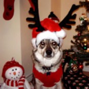 Dog in Santa Costume