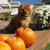 Tootsie chow chow