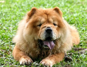 Chow Chow