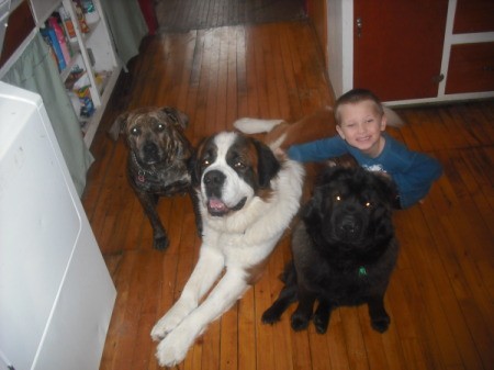 Three dogs and a boy, including Sugar (Pitbull)