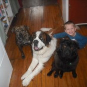 Three dogs and a boy, including Sugar (Pitbull)