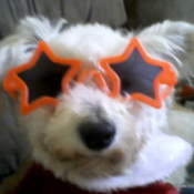 Chance (Terrier/Maltese Mix)