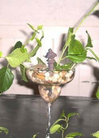 Rooting plant in stemmed glass with rocks and water.