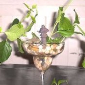 Rooting plant in stemmed glass with rocks and water.