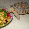 Tortoise Eating Fresh Fruit