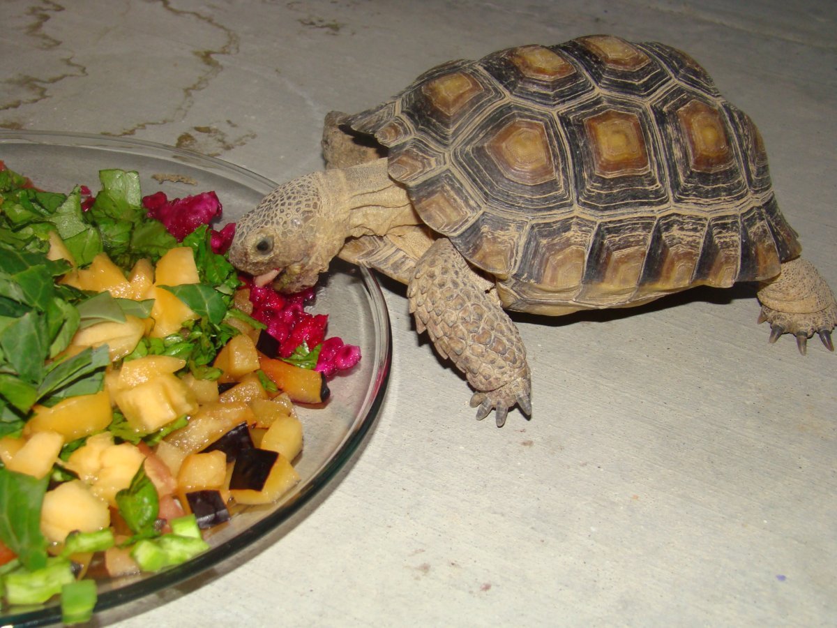 tortaddiction-why-not-to-keep-2-tortoises-together-a-lesson-learned