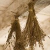 Drying and Storing Herbs