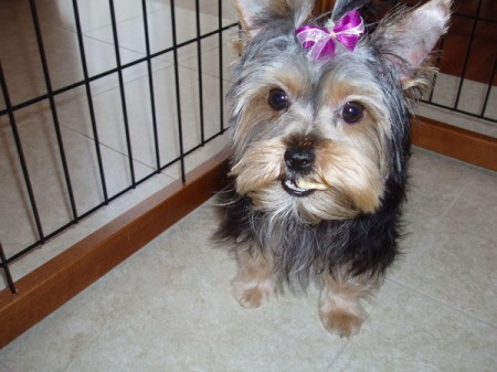Twinks a Yorkshire Terrier with a pink bow