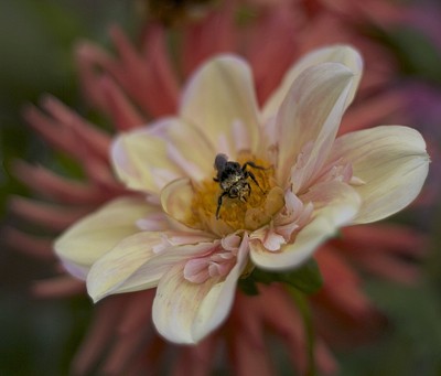 Photo of dahlias with a bee on it.
