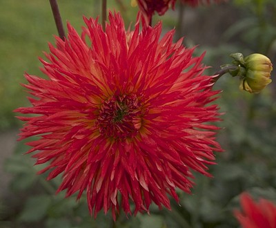 Beautiful red dahlias.