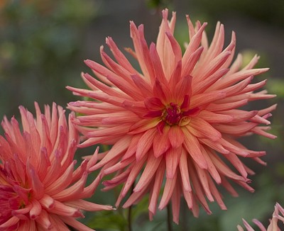 Peach colored dahlias.