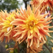 yellow and orange dahlias.