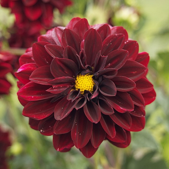 Wintering Dahlias? ThriftyFun