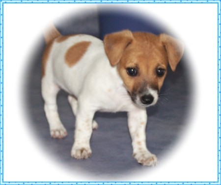 A Jack Russell puppy with a white vignette.