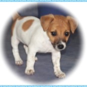 A Jack Russell puppy with a white vignette.