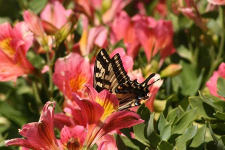 Diving Swallowtail Butterfly