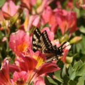 Diving Swallowtail Butterfly