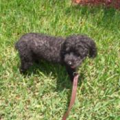 Small black poodle.