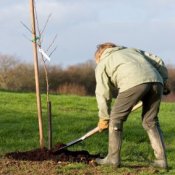 Woman planting young tree.