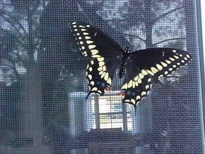 Swallowtail Butterfly