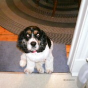 Looking down at dog on rug.