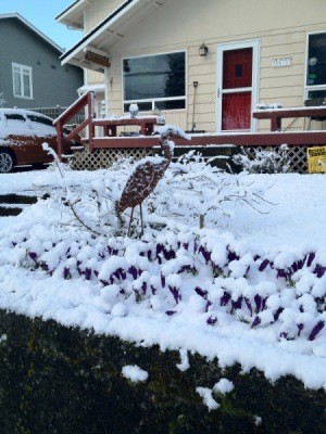 Crocuses in the snow