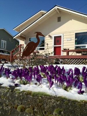 Snow melting away from crocuses