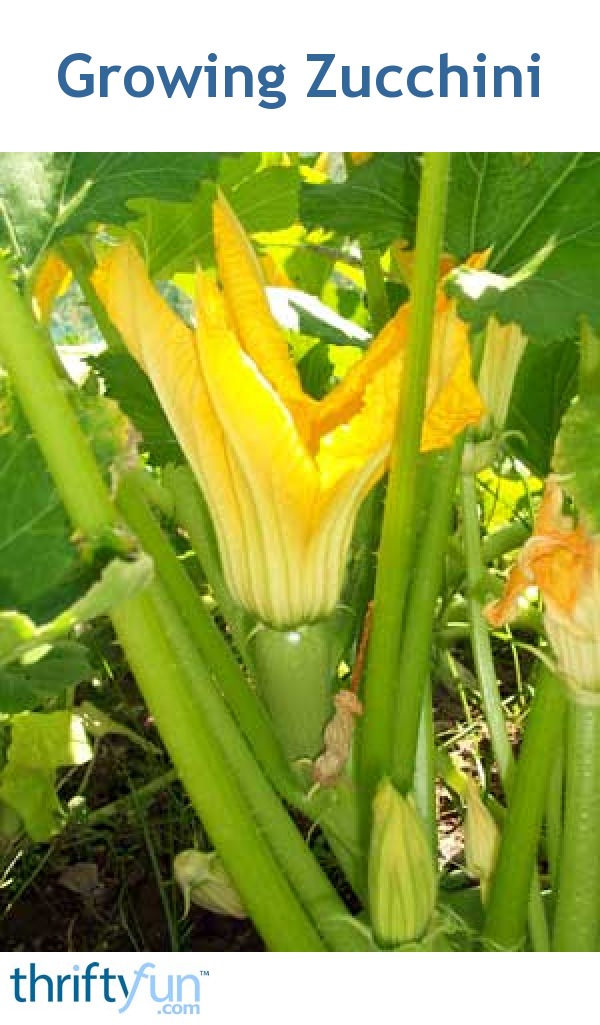 Growing Zucchini | ThriftyFun