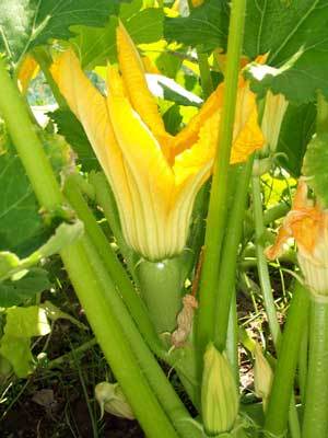Zucchini and Flowers