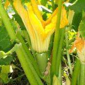 Zucchini and Flowers