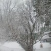 Snowy Tree (Brockville, Ontario)