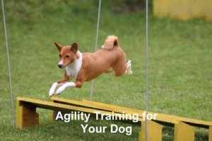 agility training for your dog