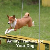 agility training for your dog