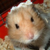 snoopy the hamster