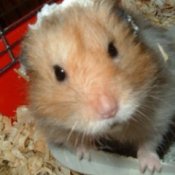 Close up of hamster in cage